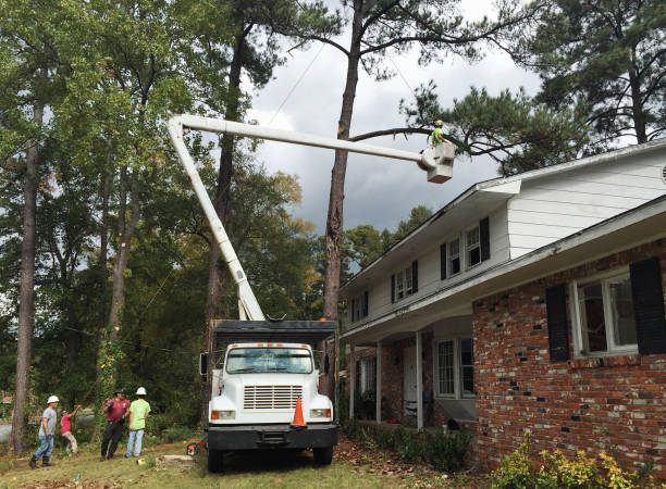 Ellsworth, KS Tree Removal Services Company