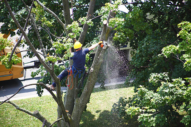 Seasonal Cleanup (Spring/Fall) in Ellsworth, KS